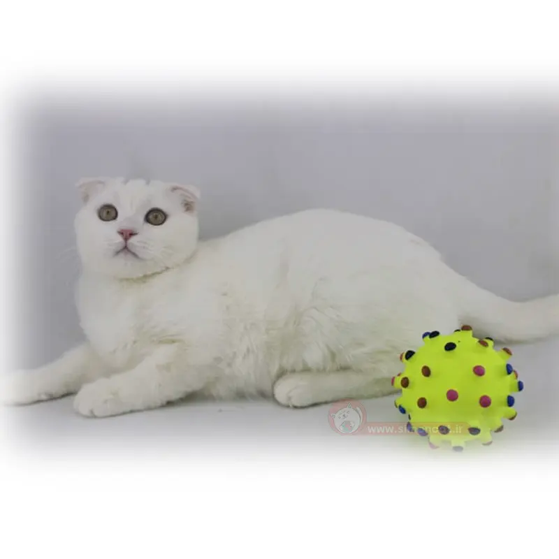 اسکاتیش سفید اسکاتیش سفید