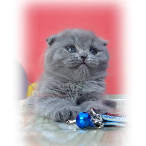 اسکاتیش فولد بلو