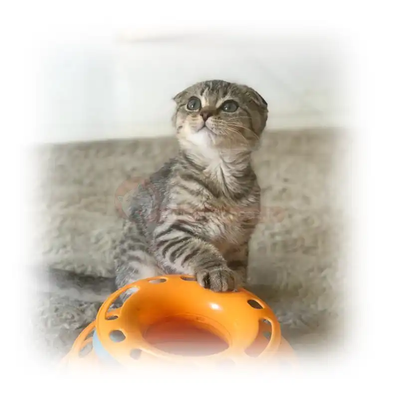 اسکاتیش فولد خاکستری راه راه اسکاتیش فولد خاکستری راه راه