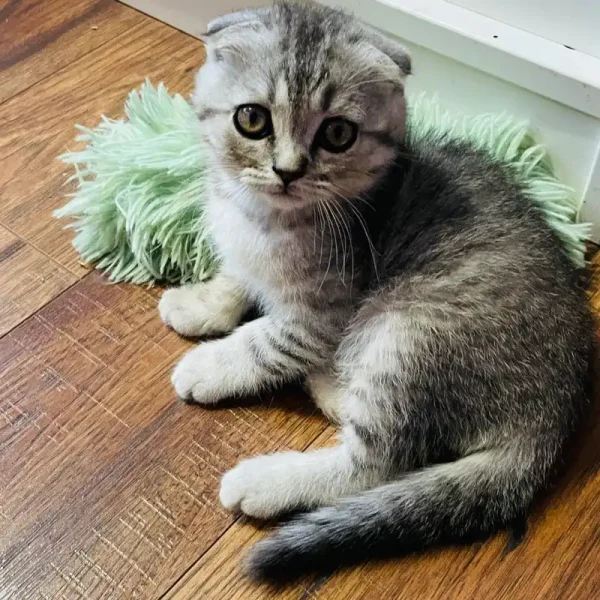 اسکاتیش فولد خاکستری کد 31