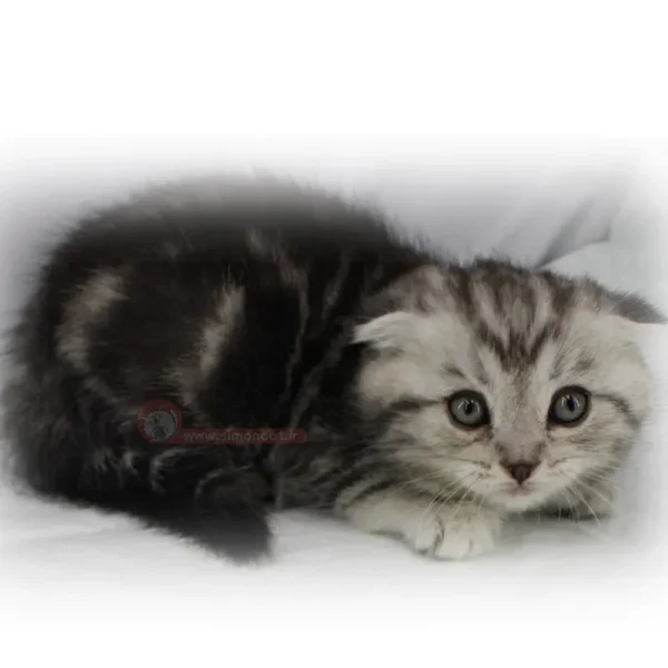 اسکاتیش ماربل سیلور