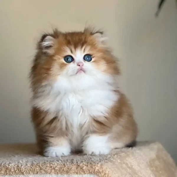 اسکاتیش موبلند گلد کد 46