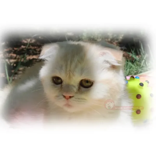 اسکاتیش کاراملی