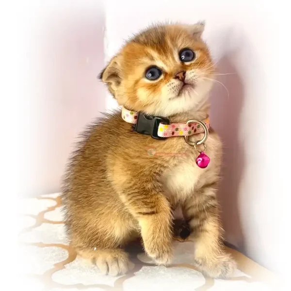 گربه اسکاتیش کد 11