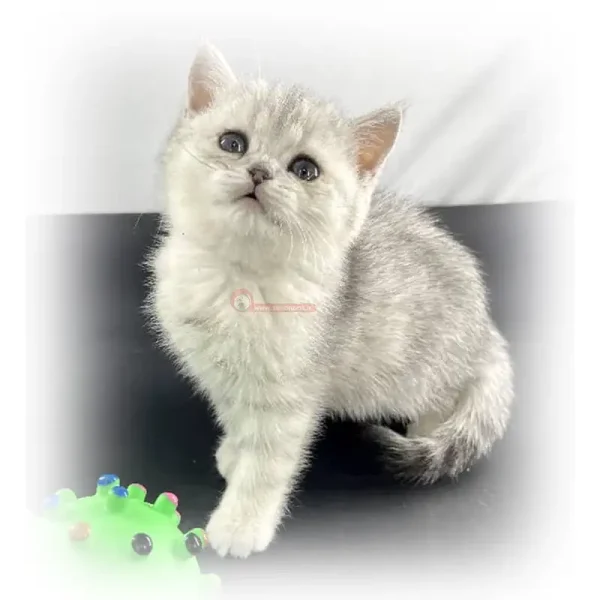 گربه بریتیش ns11