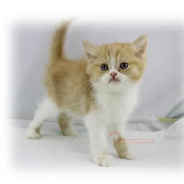 بریتیش بایکالر