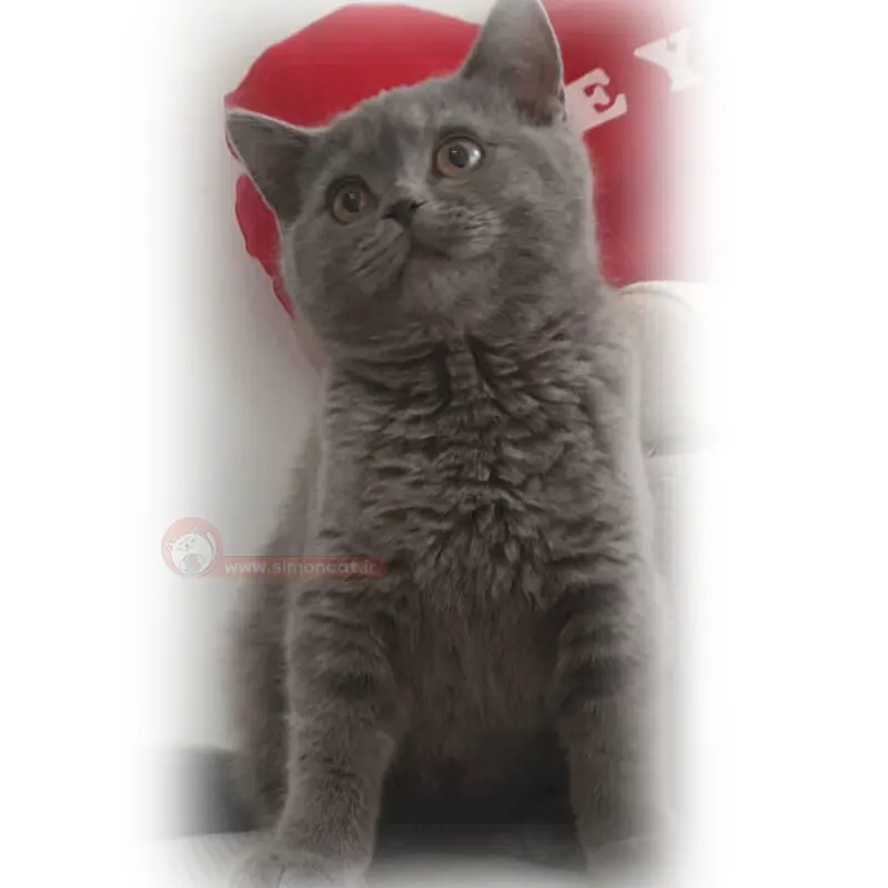 بریتیش بلو بریتیش بلو