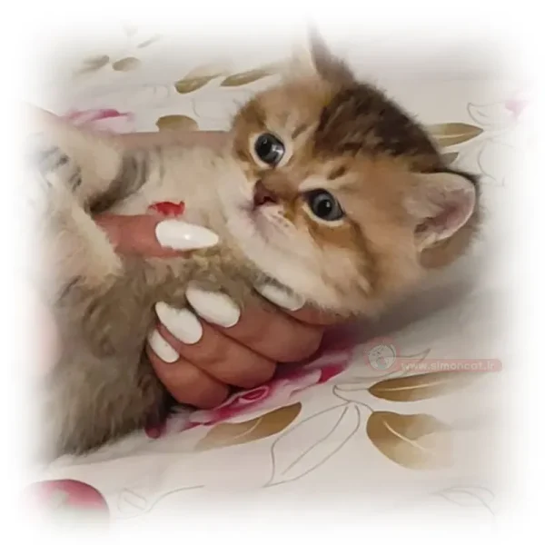 بریتیش بلک گلد