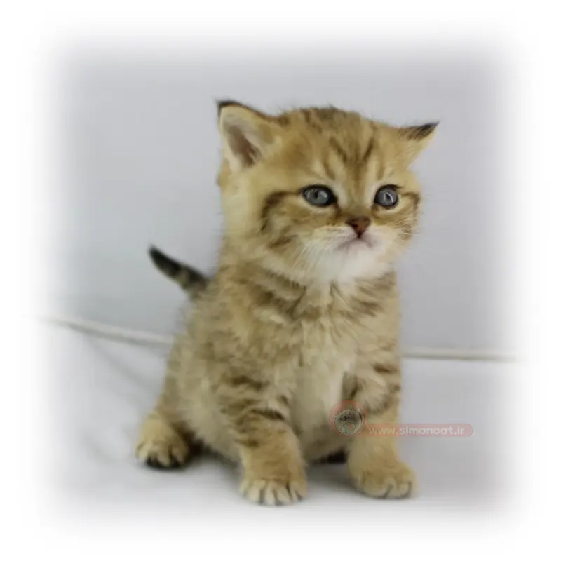 بریتیش تبی بریتیش تبی