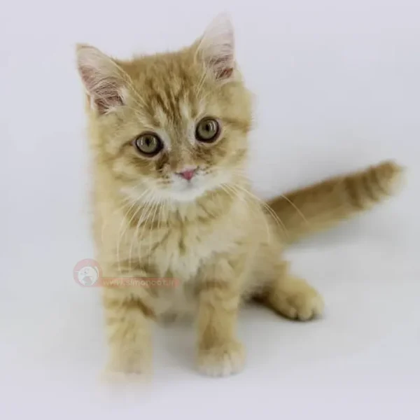 بریتیش جینجر