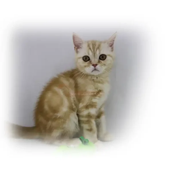 بریتیش جینجر ماربل کد 96