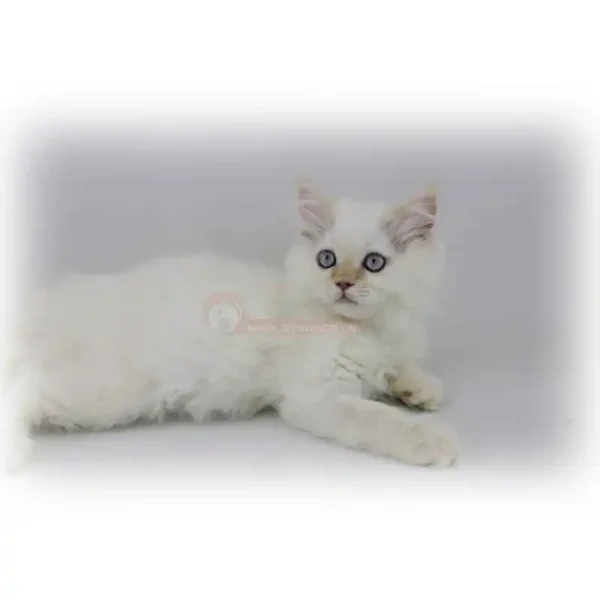 گربه بریتیش رد پوینت