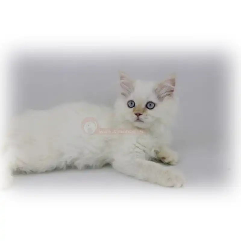 گربه بریتیش رد پوینت گربه بریتیش رد پوینت