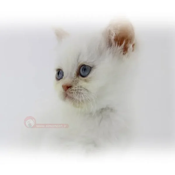 بریتیش ردپوینت