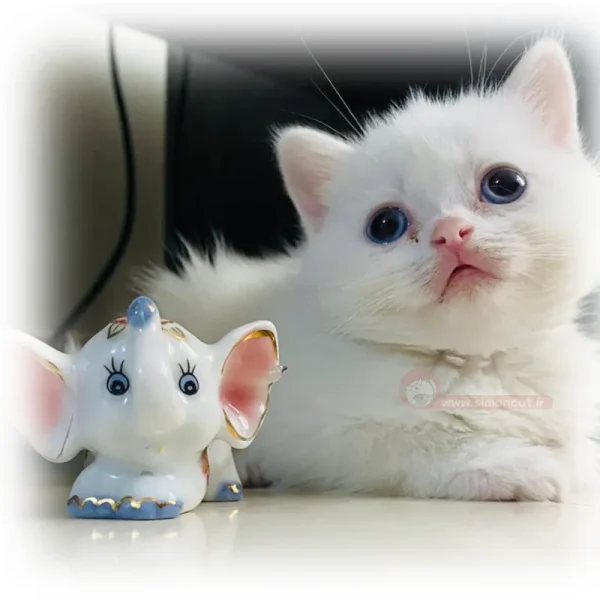 بریتیش سفید