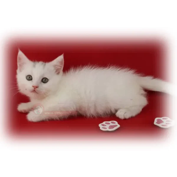 بریتیش سفید شورت هیر