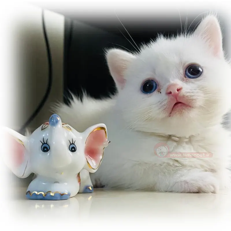 بریتیش سفید بریتیش سفید