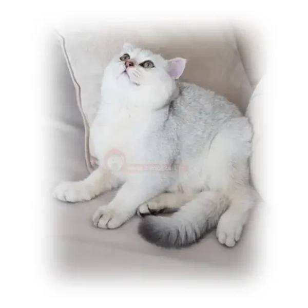 گربه بریتیش سیلور NS12