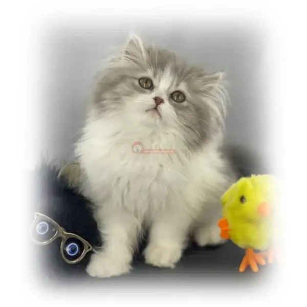 بریتیش لانگ هیر بای کالر