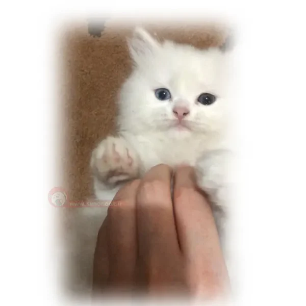 بریتیش لانگ هیر چشم تا به تا