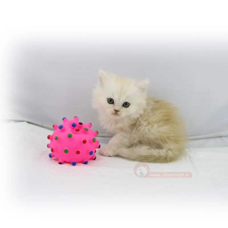 بریتیش لانگ هیر کاراملی بریتیش لانگ هیر کاراملی