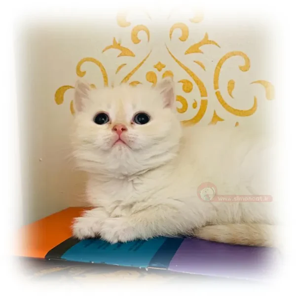 بریتیش کارامل