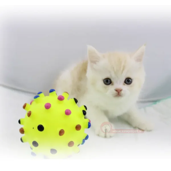 بریتیش کاراملی