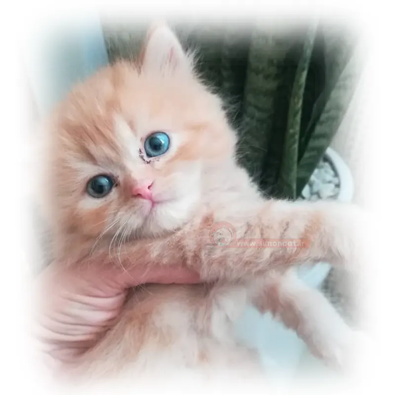 بریتیش گارفیلدی بریتیش گارفیلدی