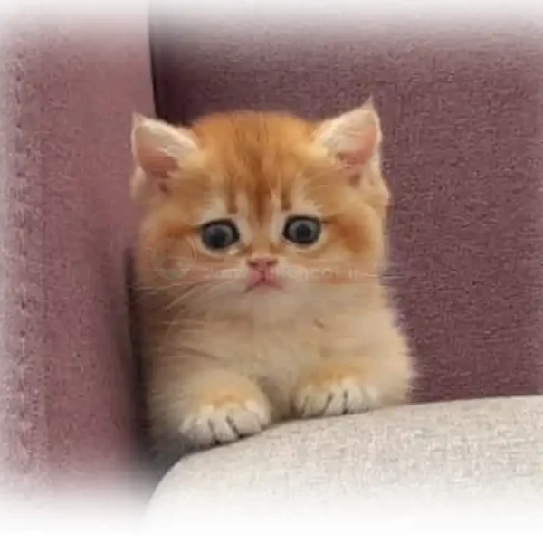 بریتیش گلد گوگولی کد 90