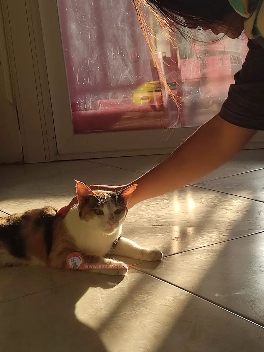 بهترین پانسیون حیوانات خانگی تهران