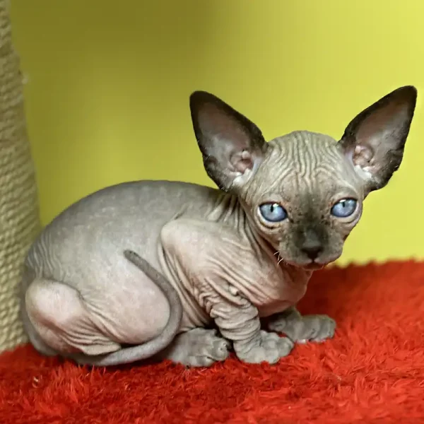 بچه اسفینکس