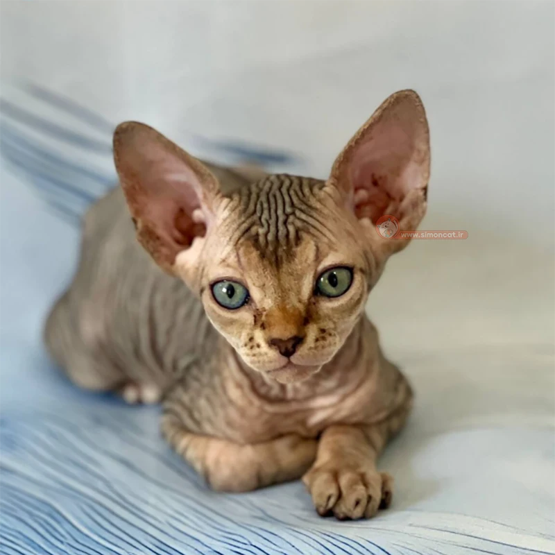 بچه گربه اسفینکس بچه گربه اسفینکس