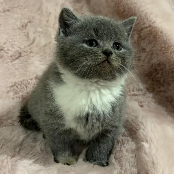 بچه گربه اسکاتیش طوسی کد 23