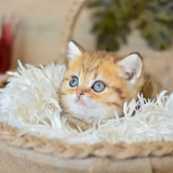 بچه گربه بریتیش بلک گلد