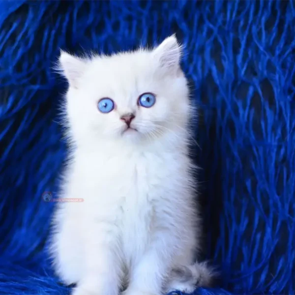 بچه گربه بریتیش سفید