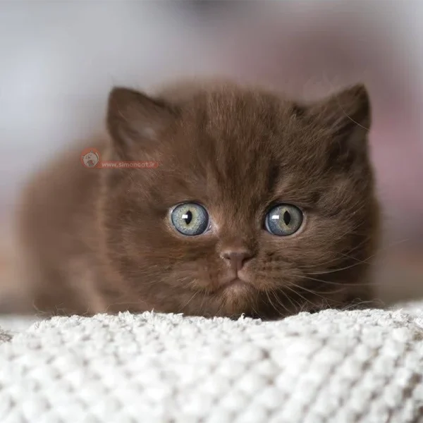 بچه گربه بریتیش قهوه ای