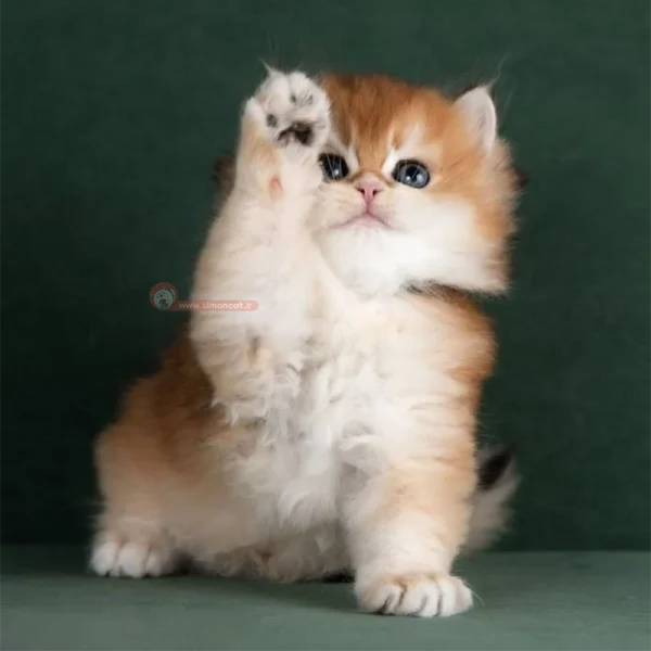 بچه گربه بریتیش لانگ هیر