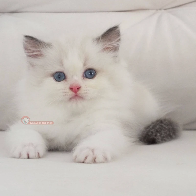 بچه گربه رگدال سفید بچه گربه رگدال سفید