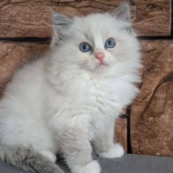 بچه گربه رگدال چشم آبی کد 30