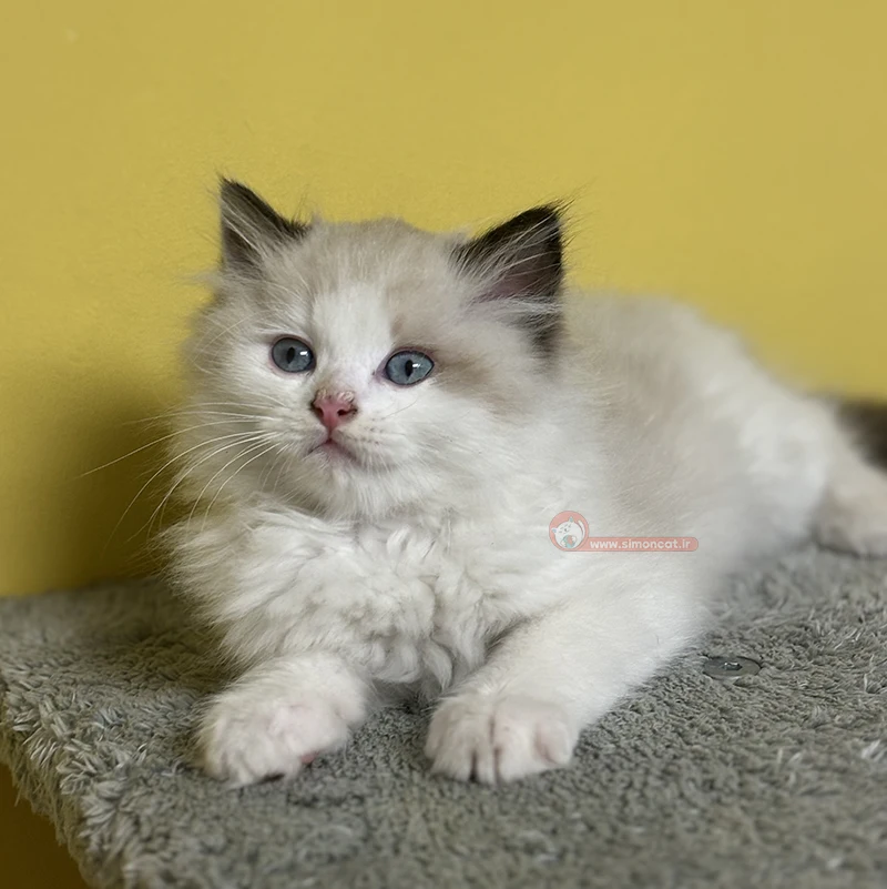 بچه گربه رگدال بچه گربه رگدال