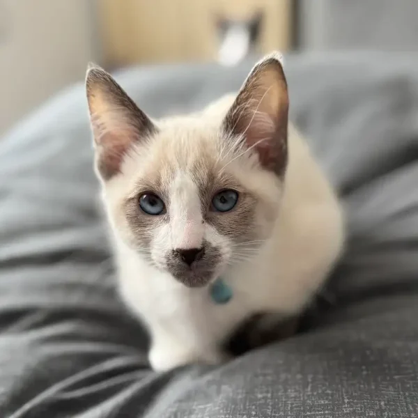 بچه گربه سیامی