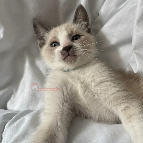 بچه گربه سیامی