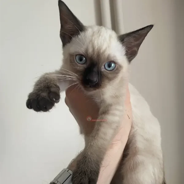 بچه گربه سیامی