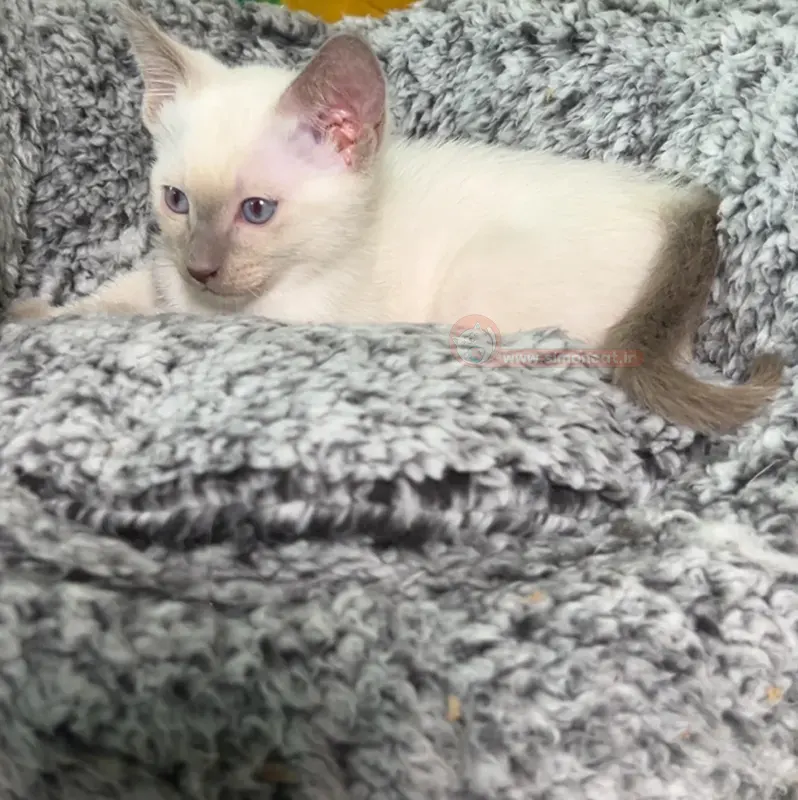 بچه گربه سیامی سفید بچه گربه سیامی سفید
