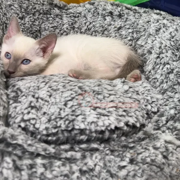 بچه گربه سیامی چشم طوسی