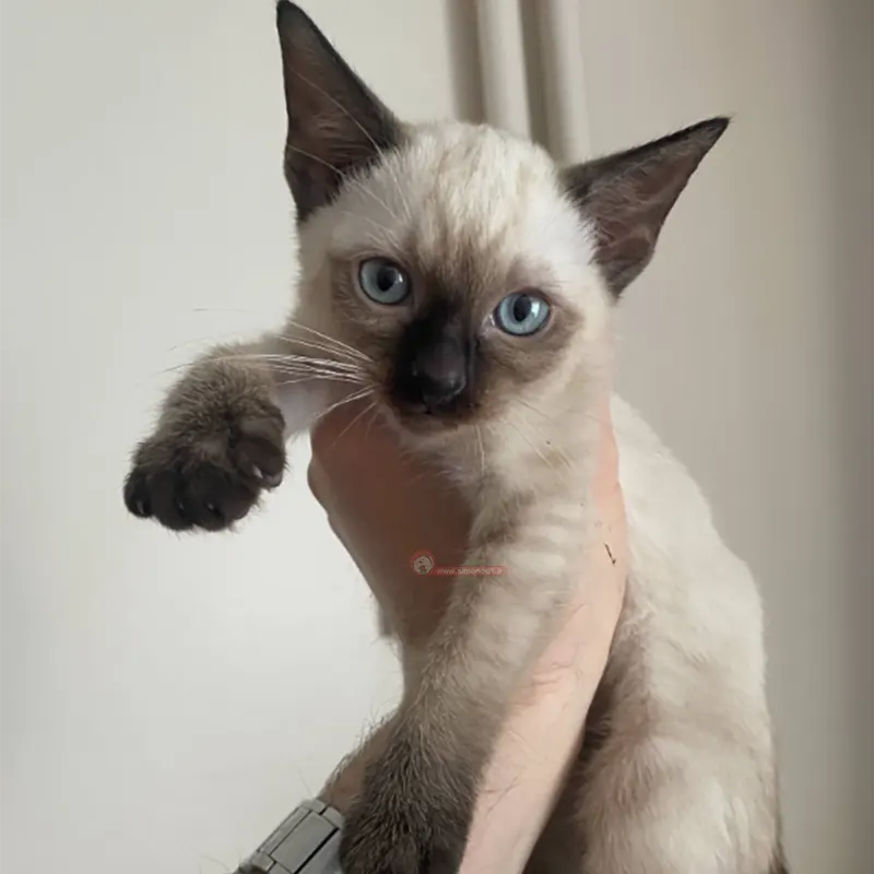 بچه گربه سیامی بچه گربه سیامی