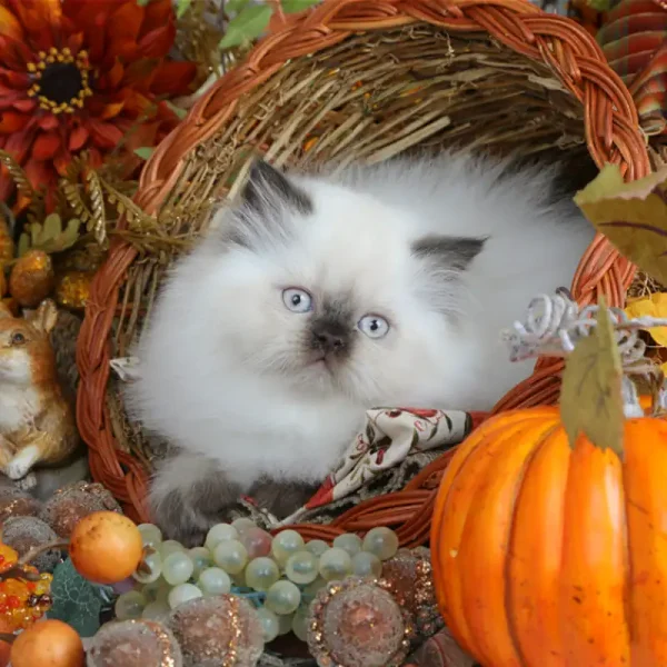 بچه گربه هیمالین