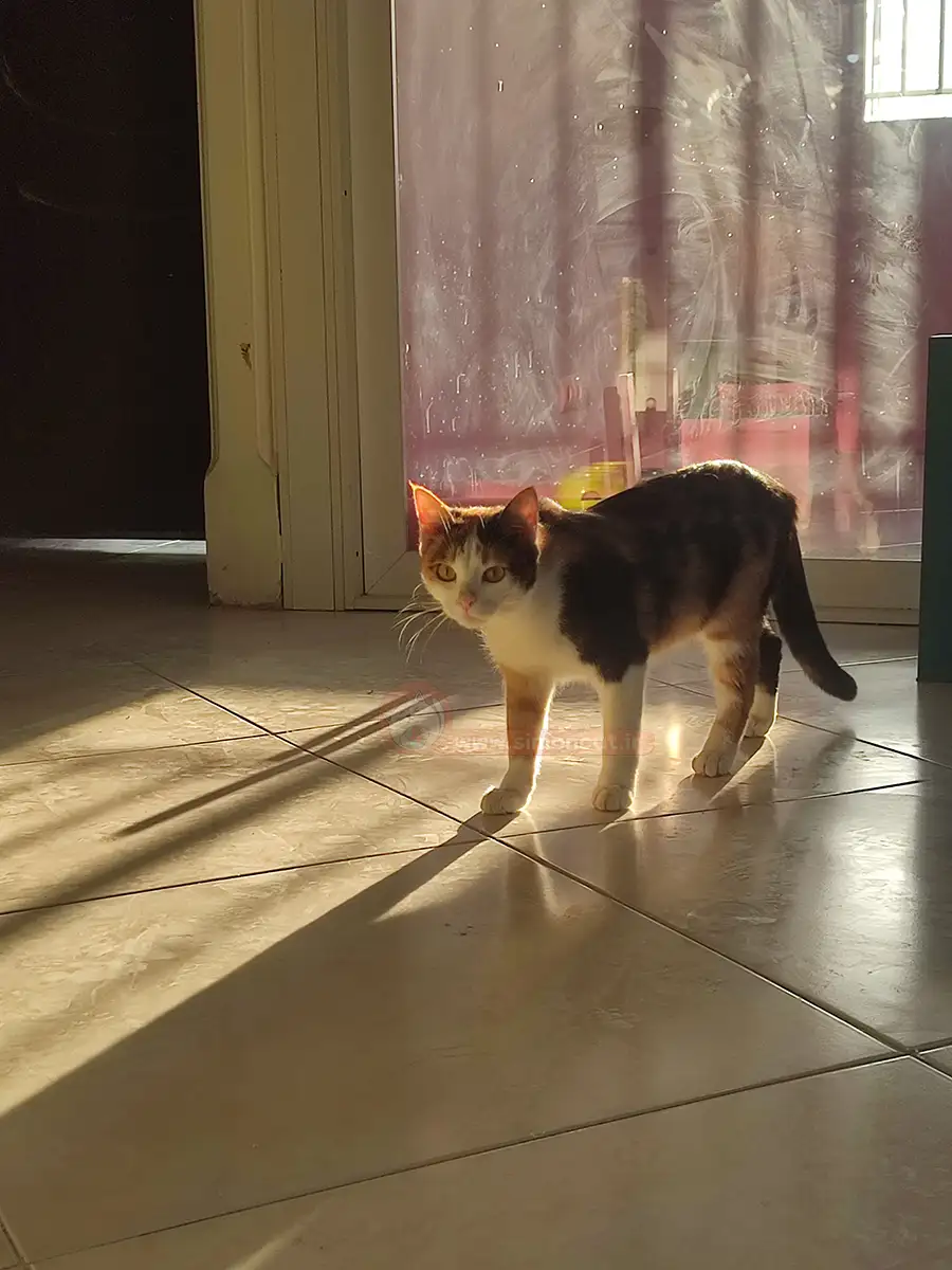 تعرفه قیمت پانسیون حیوانات خانگی در تهران سال ۱۴۰۴