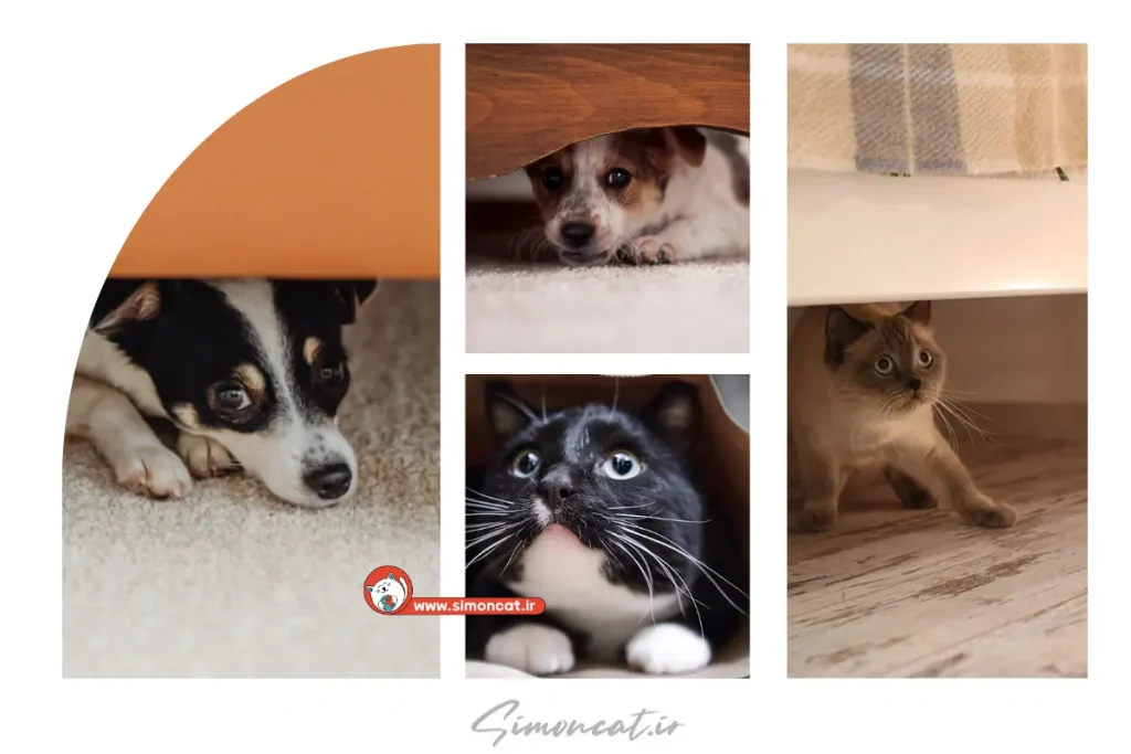 در این روز های پرفشار چگونه صاحب بهتری برای سگ و گربه مان باشیم؟