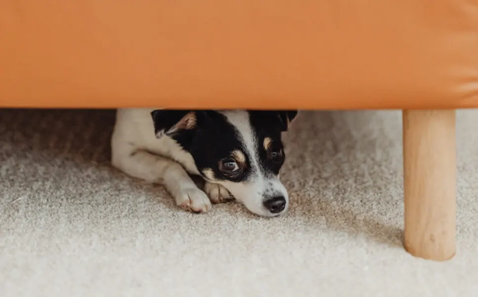 علائم اضطراب سگ و گربه